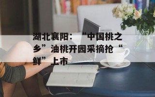 湖北襄阳：“中国桃之乡”油桃开园采摘抢“鲜”上市