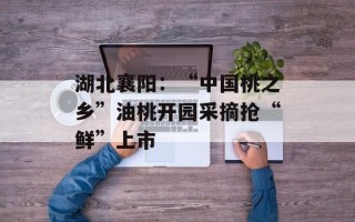 湖北襄阳：“中国桃之乡”油桃开园采摘抢“鲜”上市
