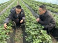 特色水果培育记