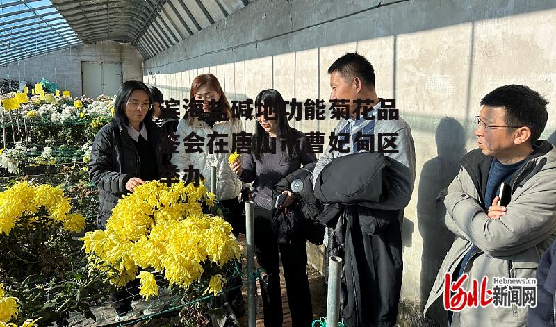 滨海盐碱地功能菊花品鉴会在唐山市曹妃甸区举办-第3张图片-