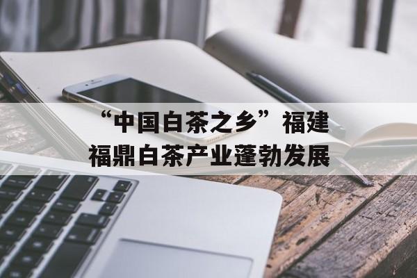 “中国白茶之乡”福建福鼎白茶产业蓬勃发展-第1张图片-